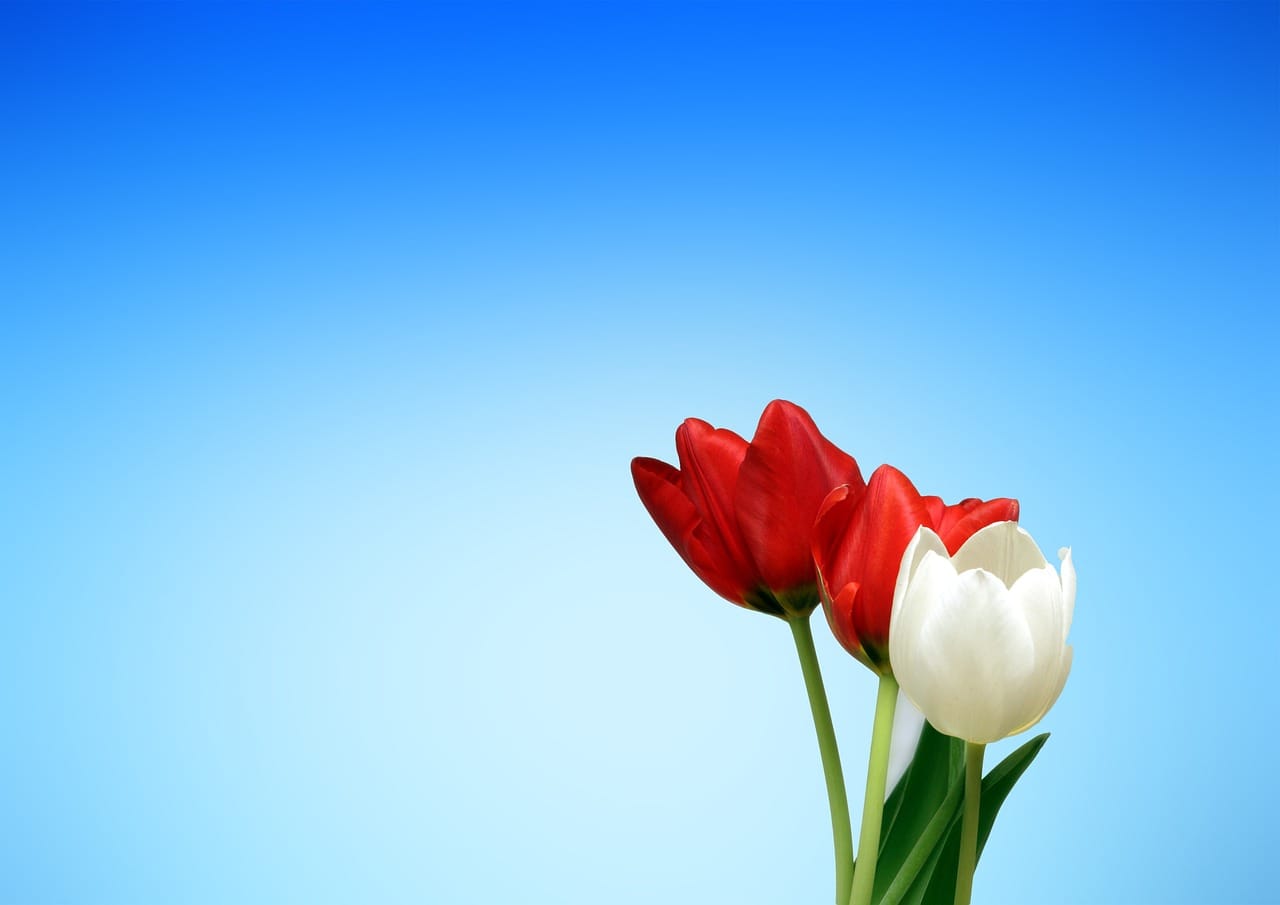 Beautiful serene garden background